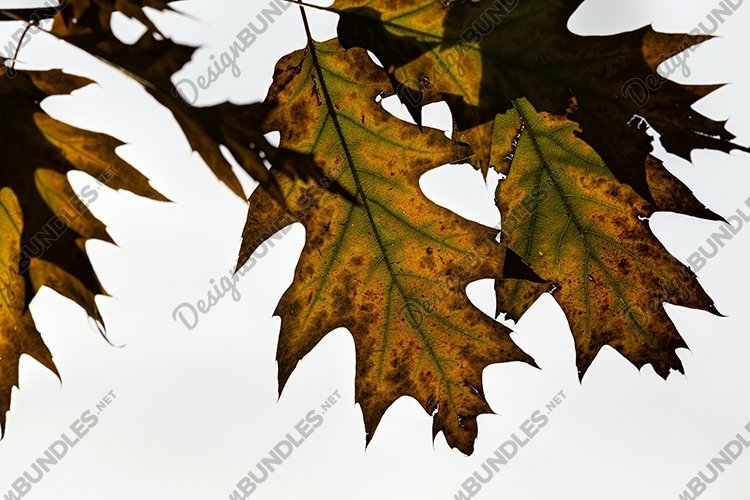 Fall Clipart Image 3
