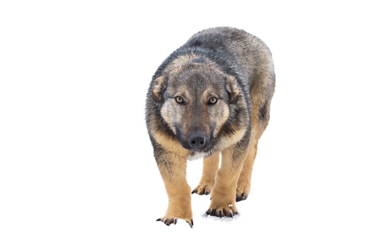 Puppy Clipart Image 4