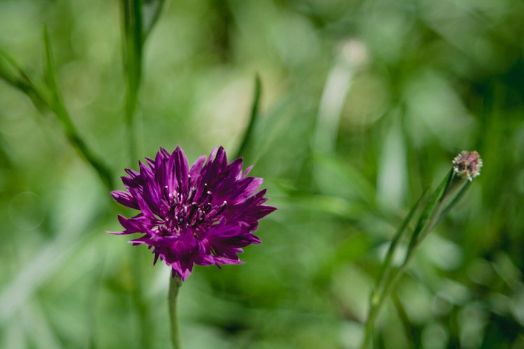 Cornflower photo 12 example image 1