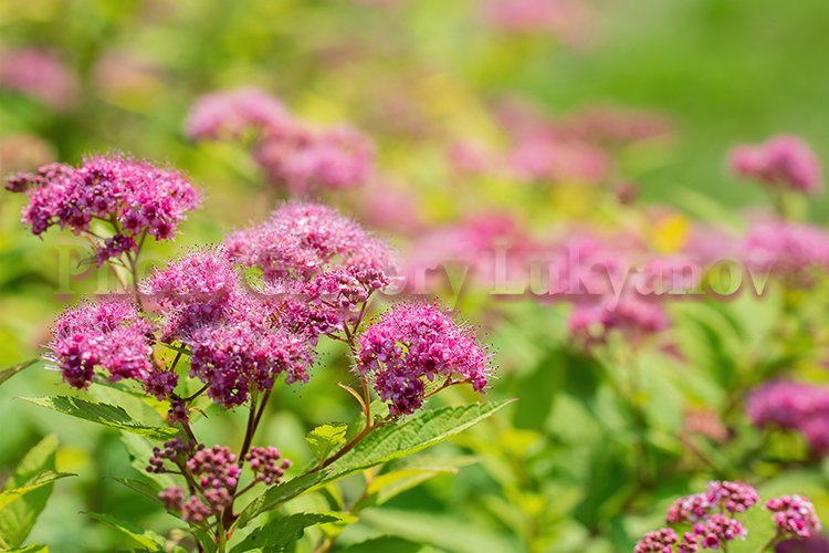 Garden Background Image 4