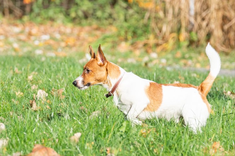 Puppy Clipart Image 15