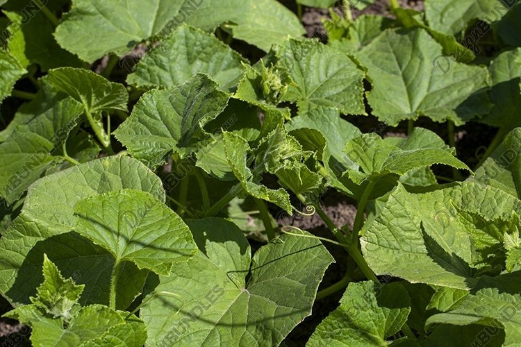 cucumber plants in greenhouses for industrial cultivation
