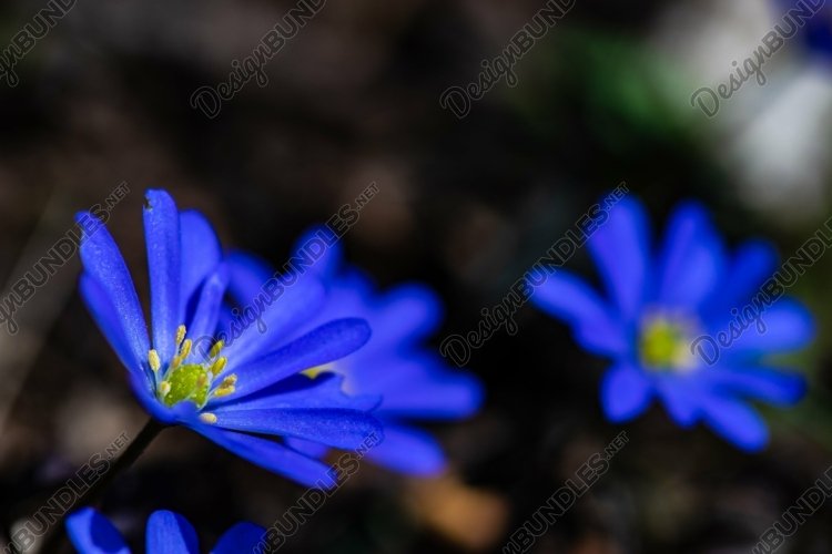 Spring Clipart Image 9