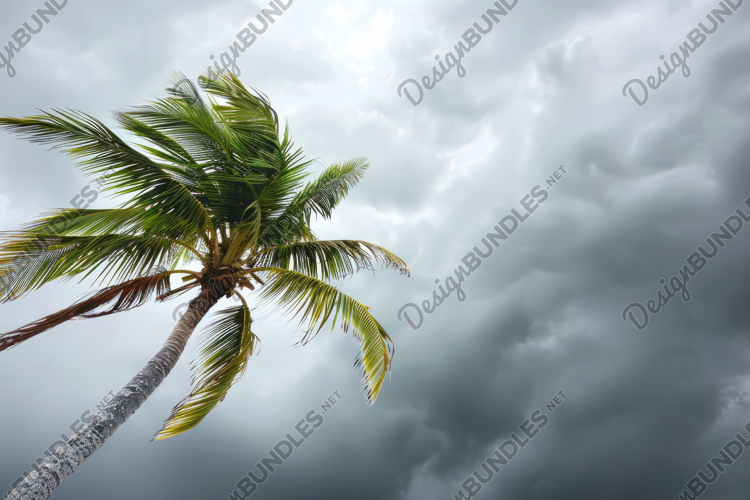 Coconut Tree Clipart Image 16