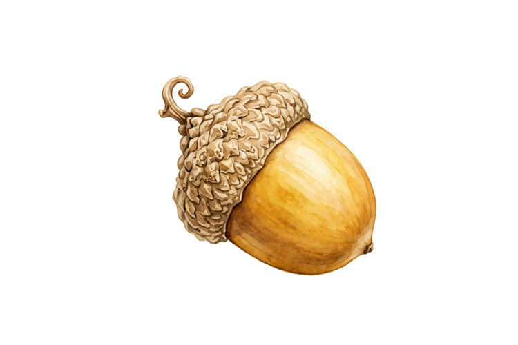 Acorn Png Design |Forest Png Cut files | Cricut