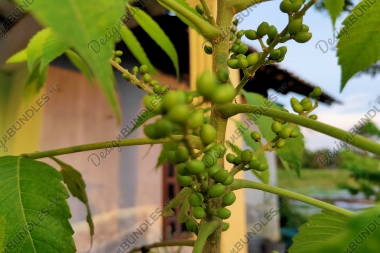 Green Grass Clipart Image 13