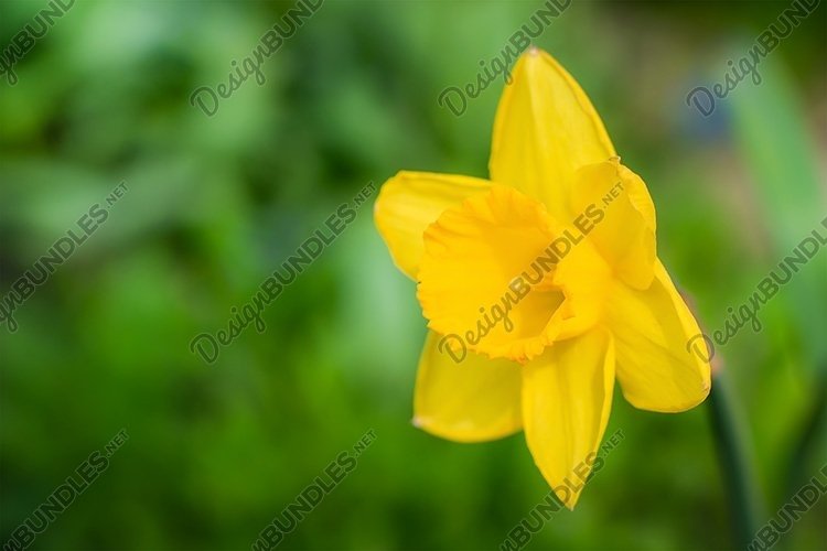 Garden Background Image 21