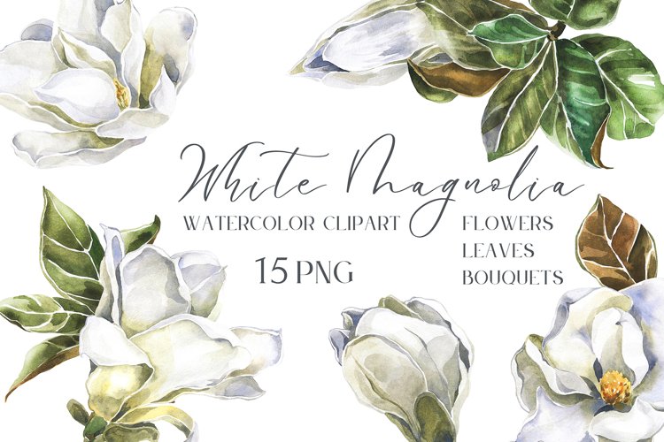 Magnolia Clipart Image 17