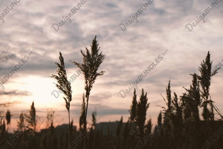 Golden reeds sway in the wind against sunset sky