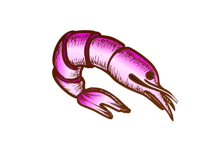 Shrimp Clipart Image 6