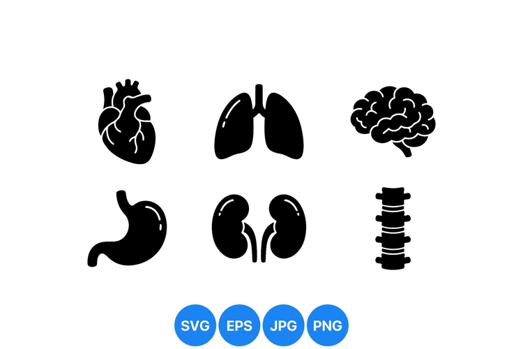 Organ Clipart Image 11
