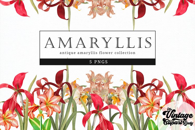 Amaryllis Vintage Floral Botanical Clip Art