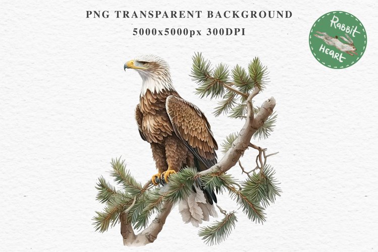 American Eagle Birds Clipart Savanna PNG Forest Animals Art Scrapbooking Image Watercolor Transparent Print invitation t-shirt designs sublimation printable  watercolor cute American Eagle, Safari birds bird clipart, sublimation nursery drawing Savanna