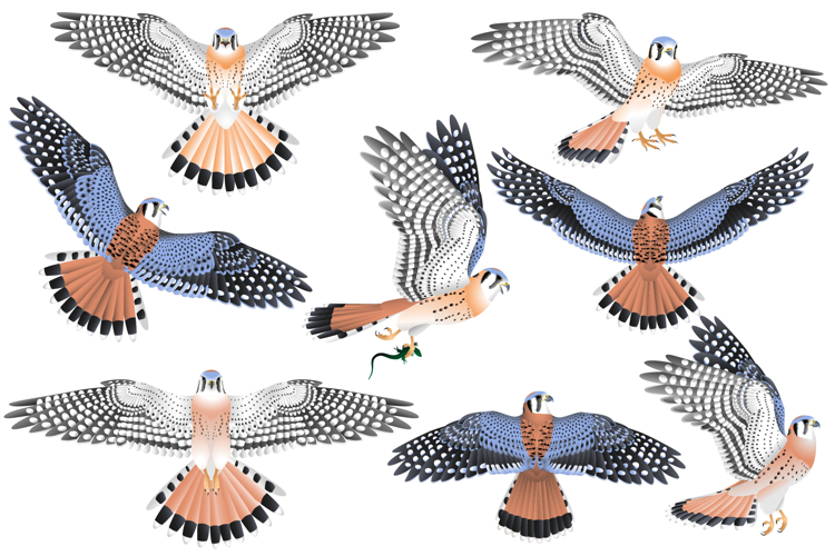 American kestrel falcon colour