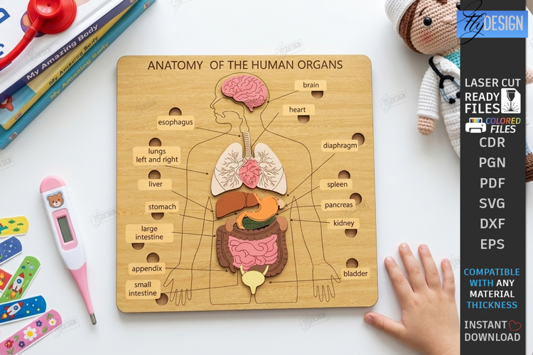 Anatomy Board Laser Cut | Educational Puzzle | Human Organs