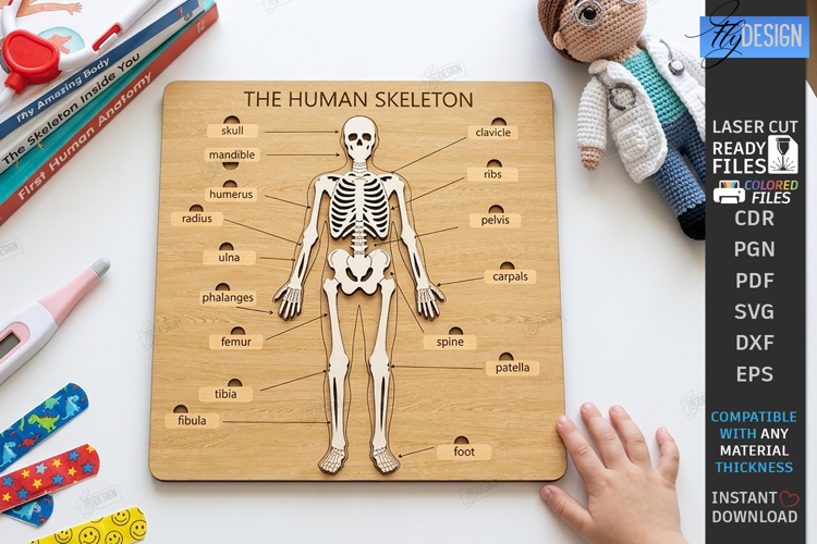Anatomy Board Laser Cut | Educational Puzzle |Human Skeleton