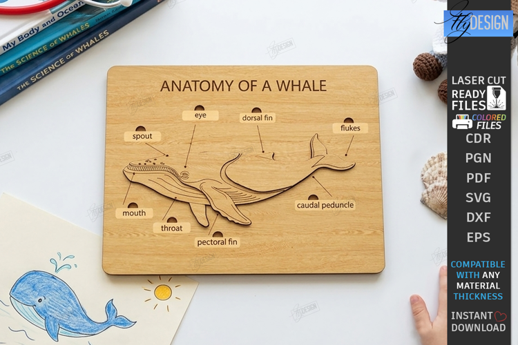 Anatomy Board Laser Cut | Educational Puzzle | Whale Laser