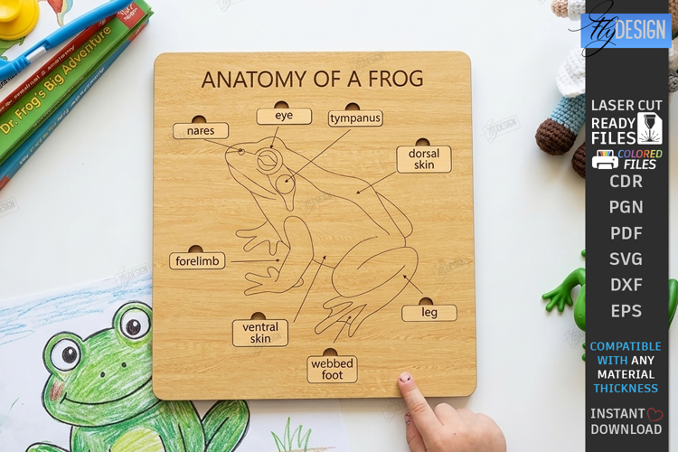 Anatomy Board Laser Cut | Educational Puzzle | Frog Laser
