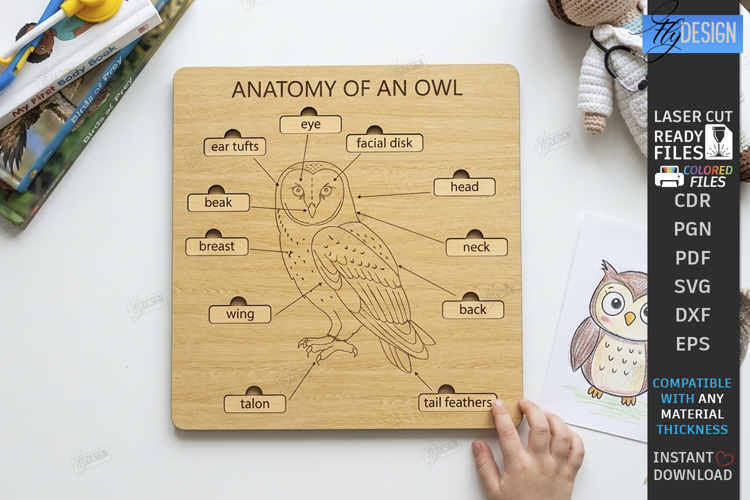 Anatomy Board Laser Cut | Educational Puzzle | Owl Anatomy