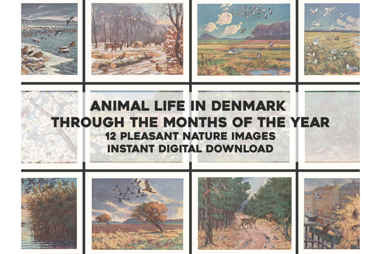12 Prints Danish Animal Life in the Months Restored Images