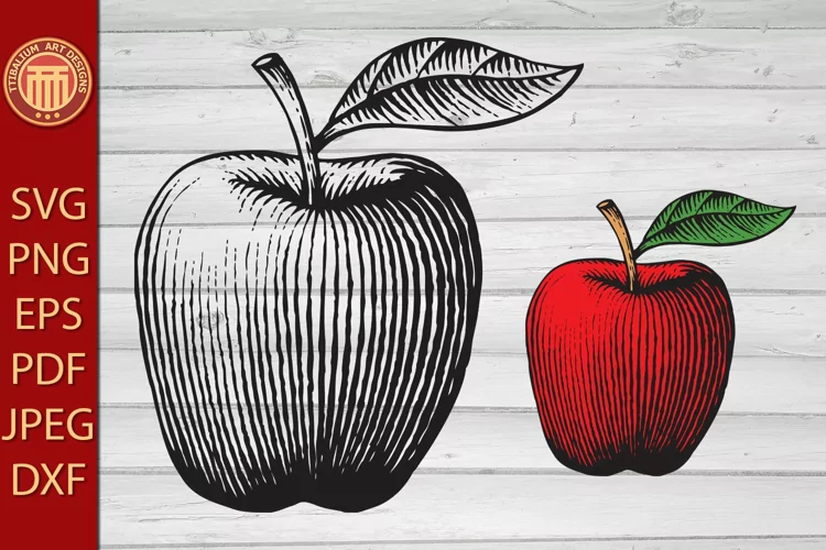 Apple - vintage engraved illustration in hand drawn style