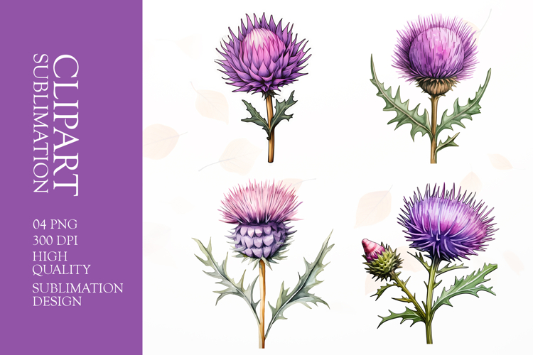 Watercolor thistle flower Clip Art Sublimation png