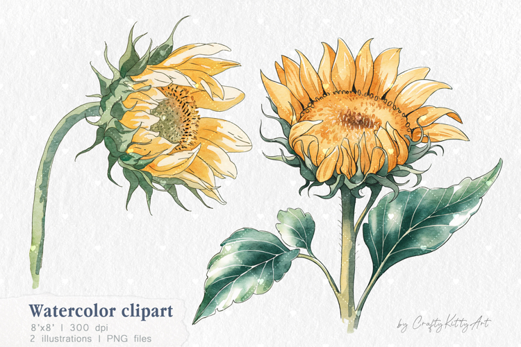 Watercolor Sunflower clipart, single Sunflowers PNG clip art