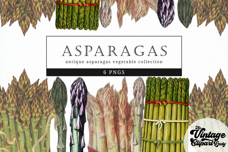 Asparagas Vintage Vegetable Botanical Clip Art