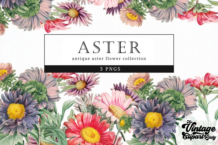 Aster Vintage Floral Botanical Clip Art