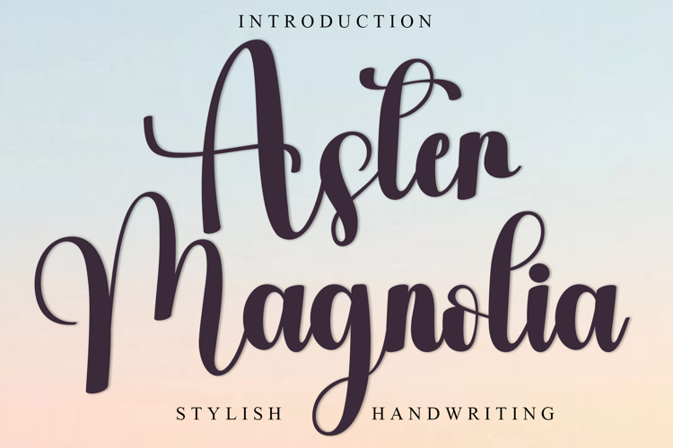 Aster Magnolia
