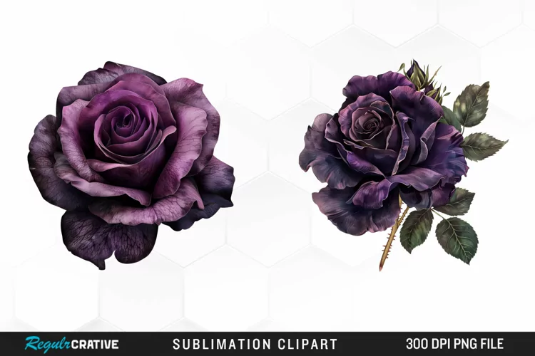 Watercolor Dark Purple Rose Clipart