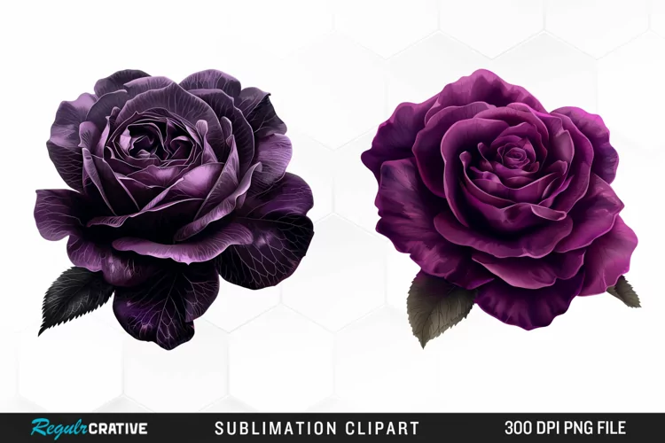 Watercolor Dark Purple Rose Clipart