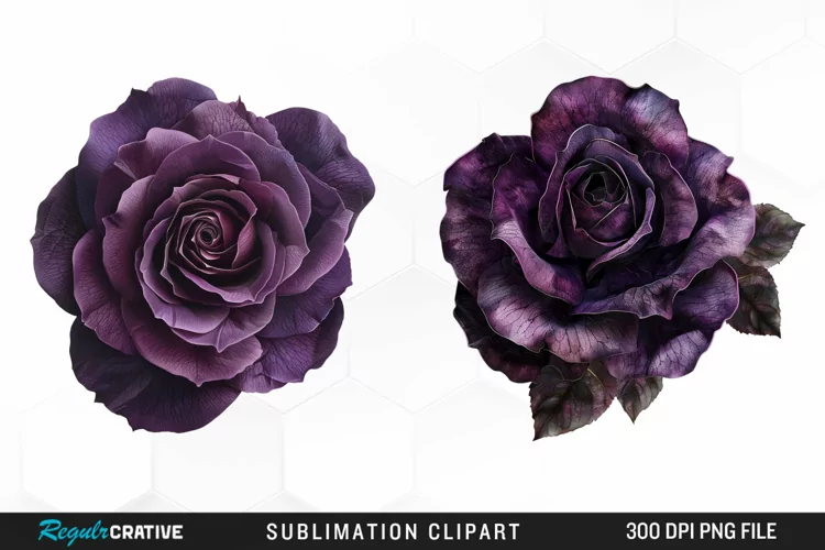 Watercolor Dark Purple Rose Art Clipart