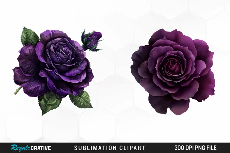 Watercolor Dark Purple Rose Art Clipart