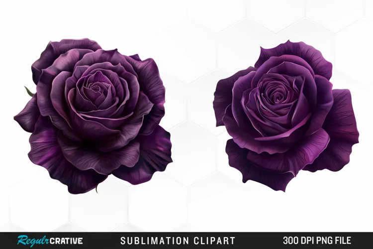 Watercolor Dark Purple Rose Art Clipart