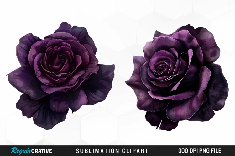 Watercolor Dark Purple Rose Clipart