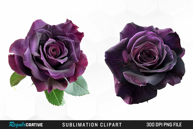 Watercolor Dark Purple Rose Clipart