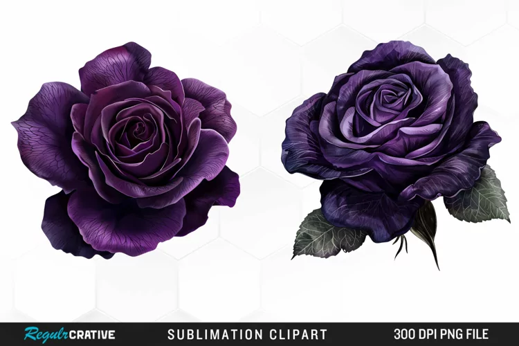 Watercolor Dark Purple Rose Clipart