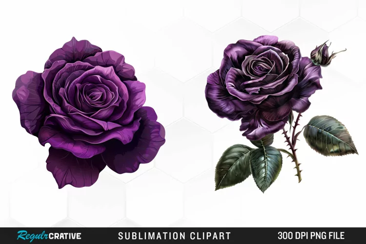 Watercolor Dark Purple Rose Clipart