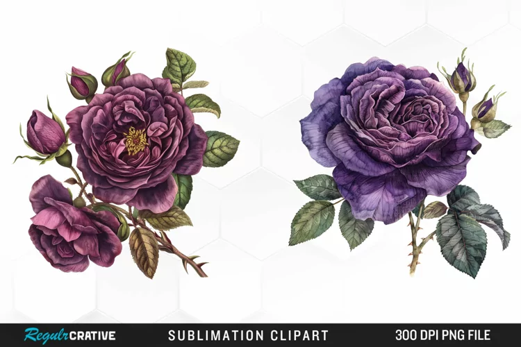 Watercolor Dark Purple Rose Clipart