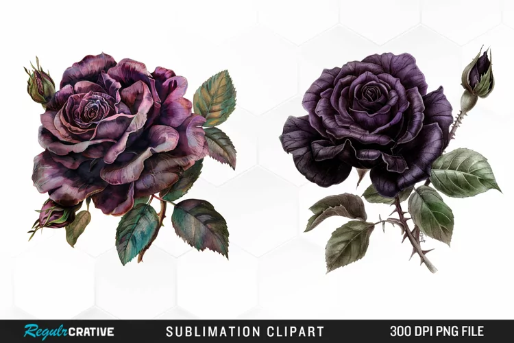Watercolor Dark Purple Rose Clipart