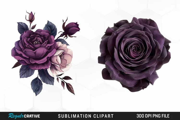 Watercolor Dark Purple Rose Art Clipart