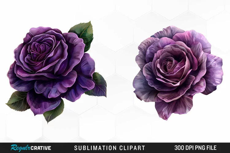 Watercolor Dark Purple Rose Clipart