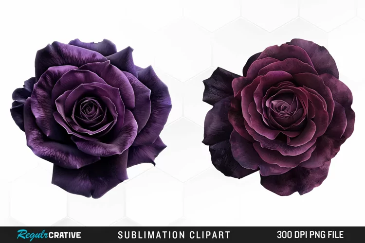 Watercolor Dark Purple Rose Clipart