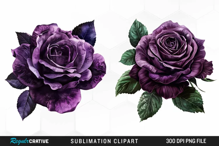 Watercolor Dark Purple Rose Clipart