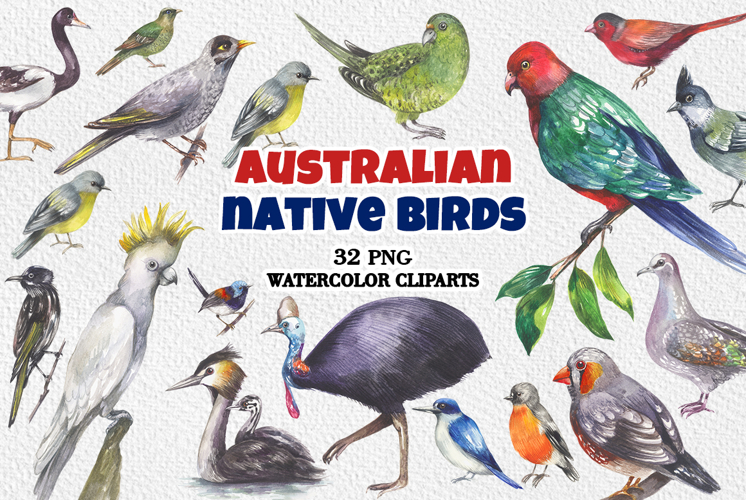 Australian native birds watercolor