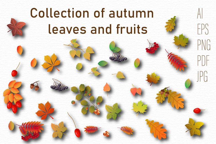 Large Collection Of Cliparts Of Autumn Leaves And Fruits 
