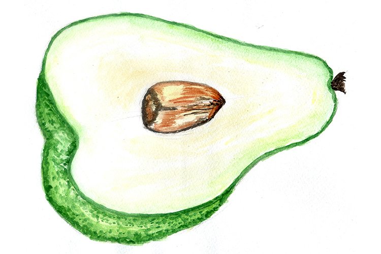 Avocado Illustration Image 23