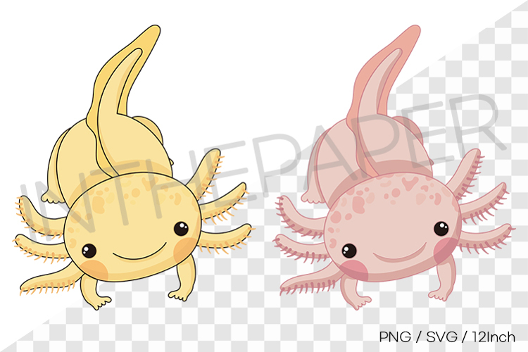 Axolotl Png Image 19