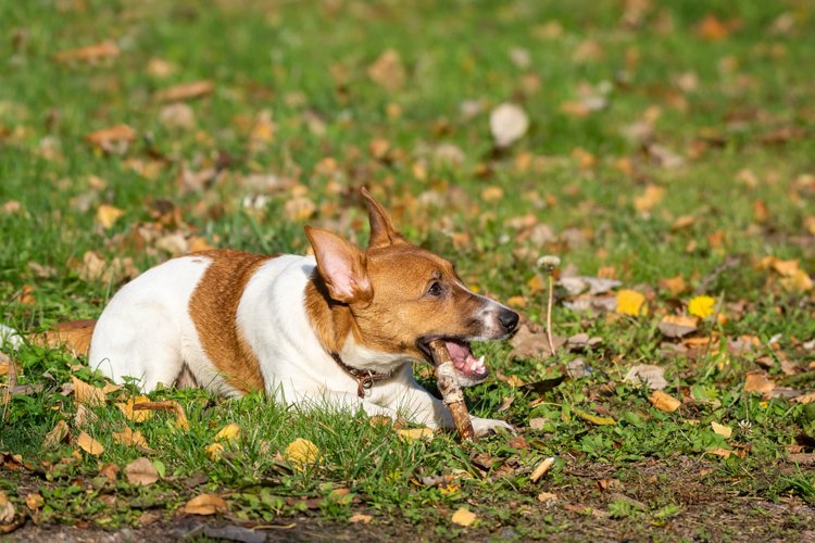 Puppy Clipart Image 18